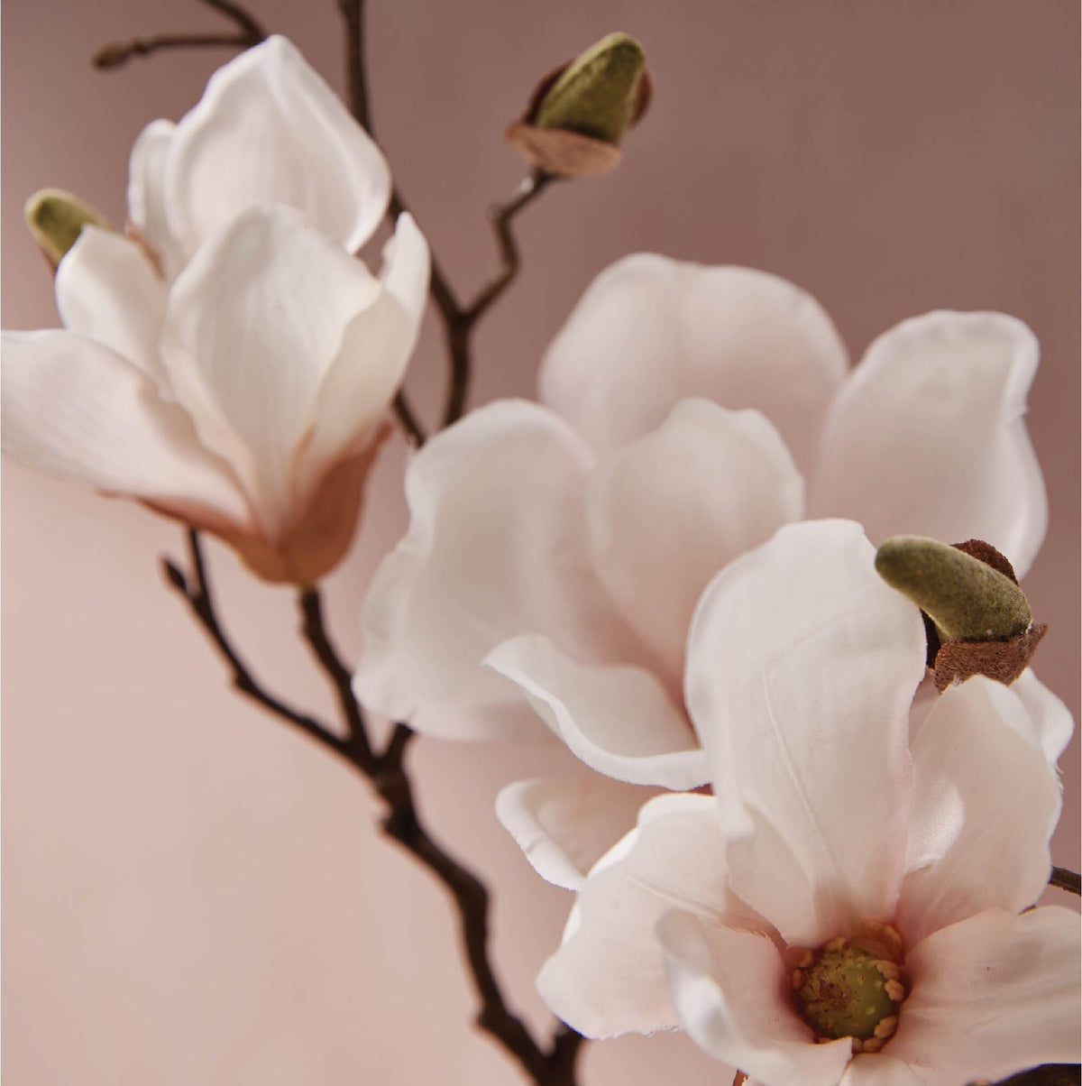 Magnolia Willow All-Purpose Cleaning Concentrate